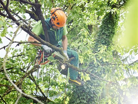 tree removal toowoomba|tree trimming services toowoomba.